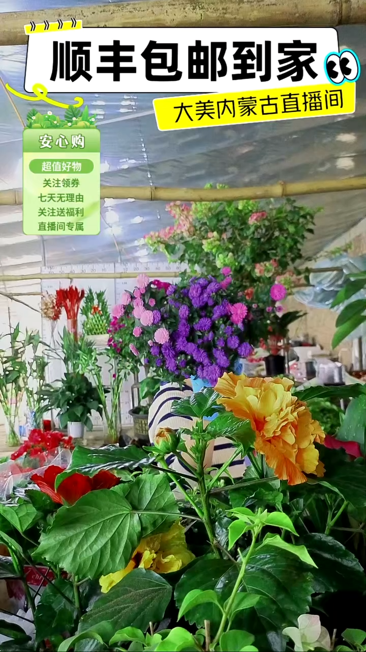 完全开放女王菊顺丰