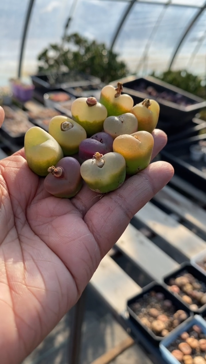 【闪购商品】5838直播一物一拍