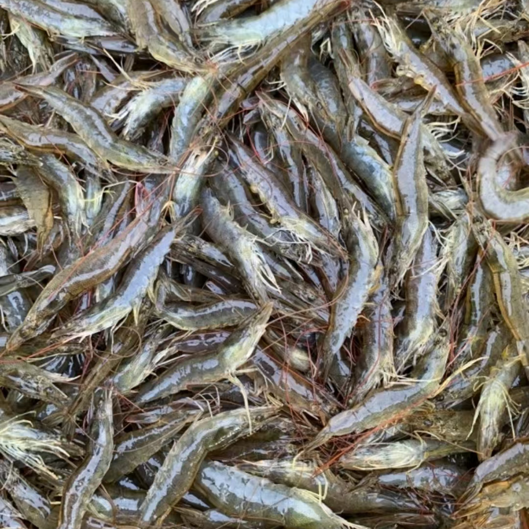 大连本地盐田虾（顺丰快递）