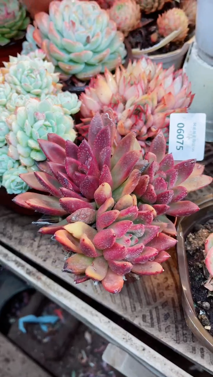 【闪购商品】06075