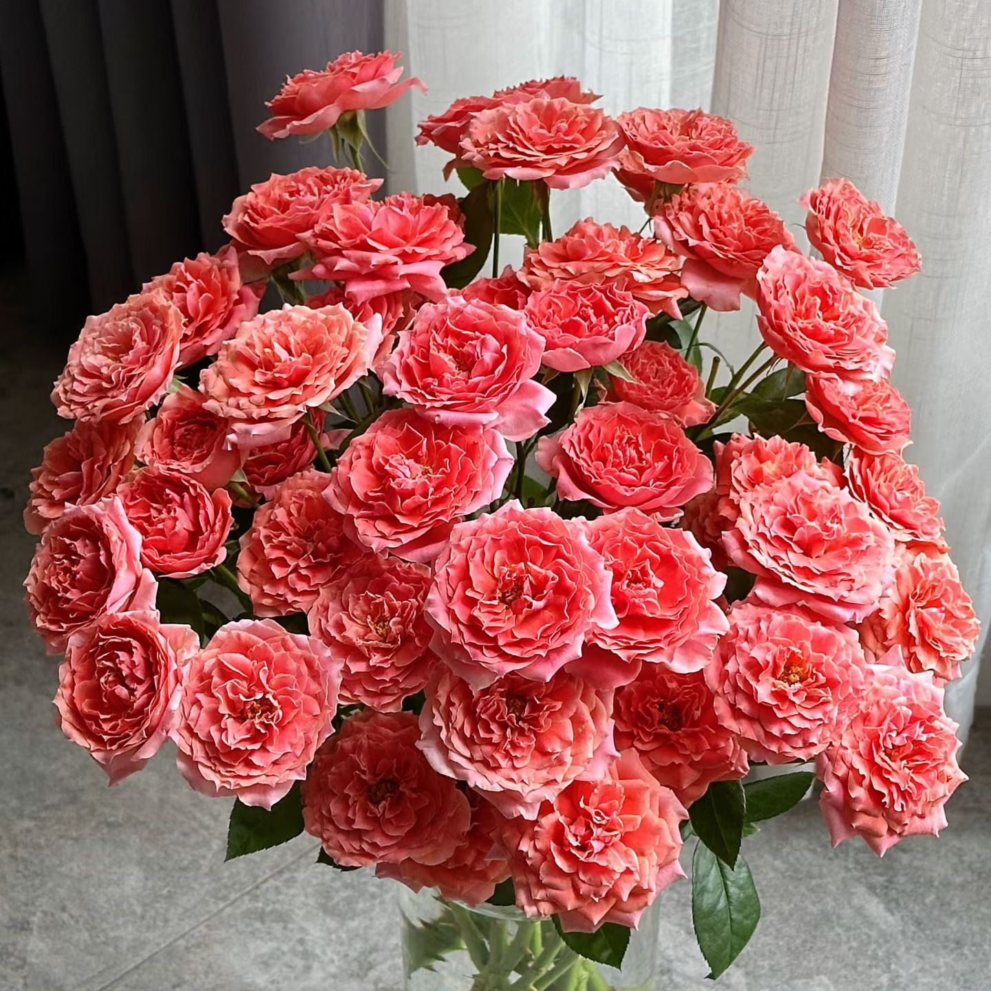 【大力甄选】AA级粉色拉拉队多头玫瑰 云南基地现采现发 一单包邮