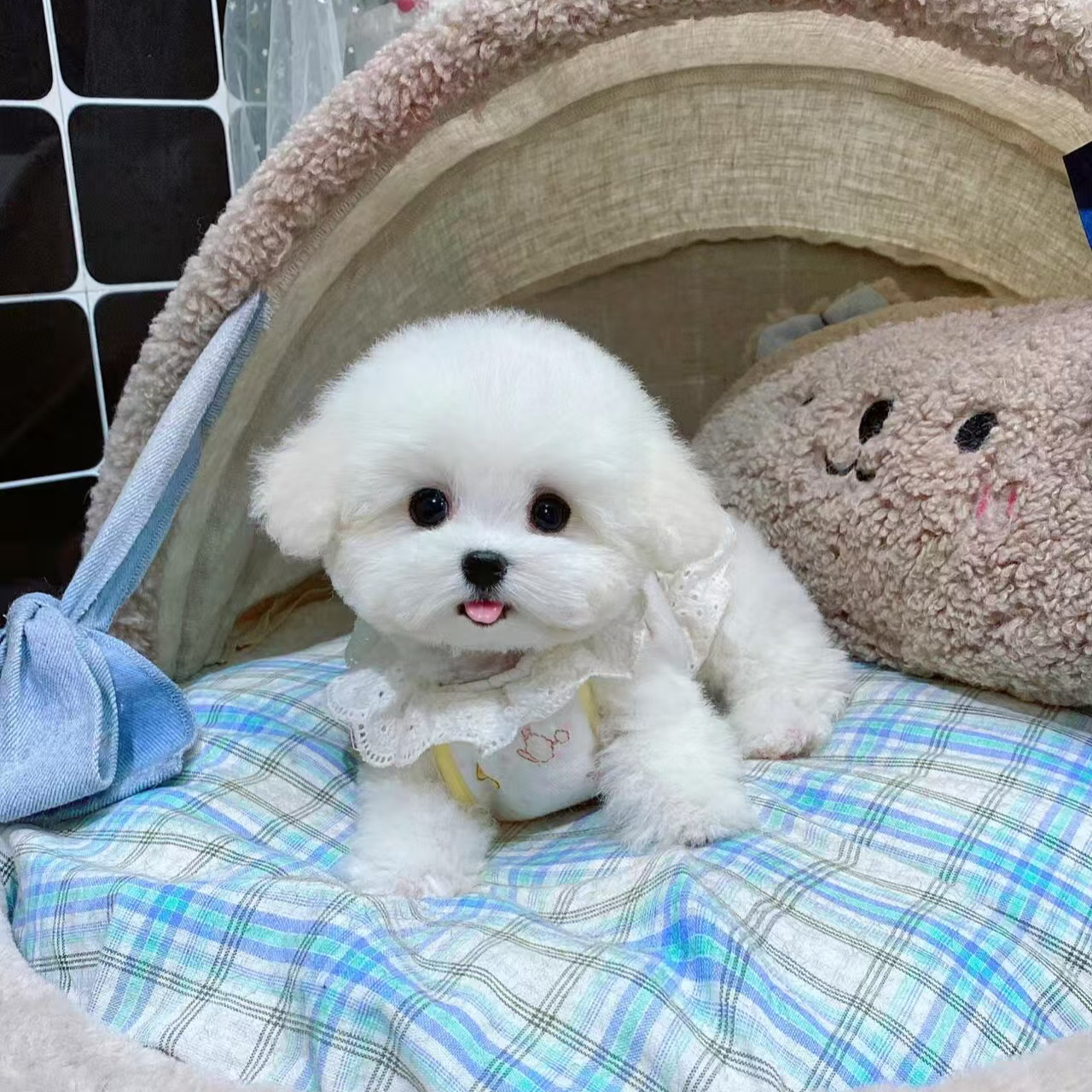 小型比熊宠物 衣服 JJ