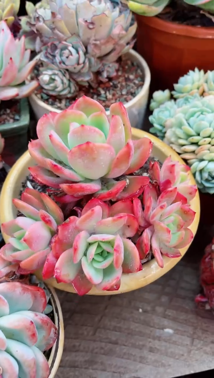 【闪购商品】15088