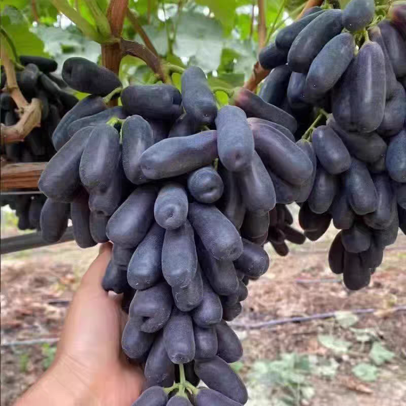 新鲜蓝宝石葡萄美人指当季孕妇水果现摘现发香甜多汁