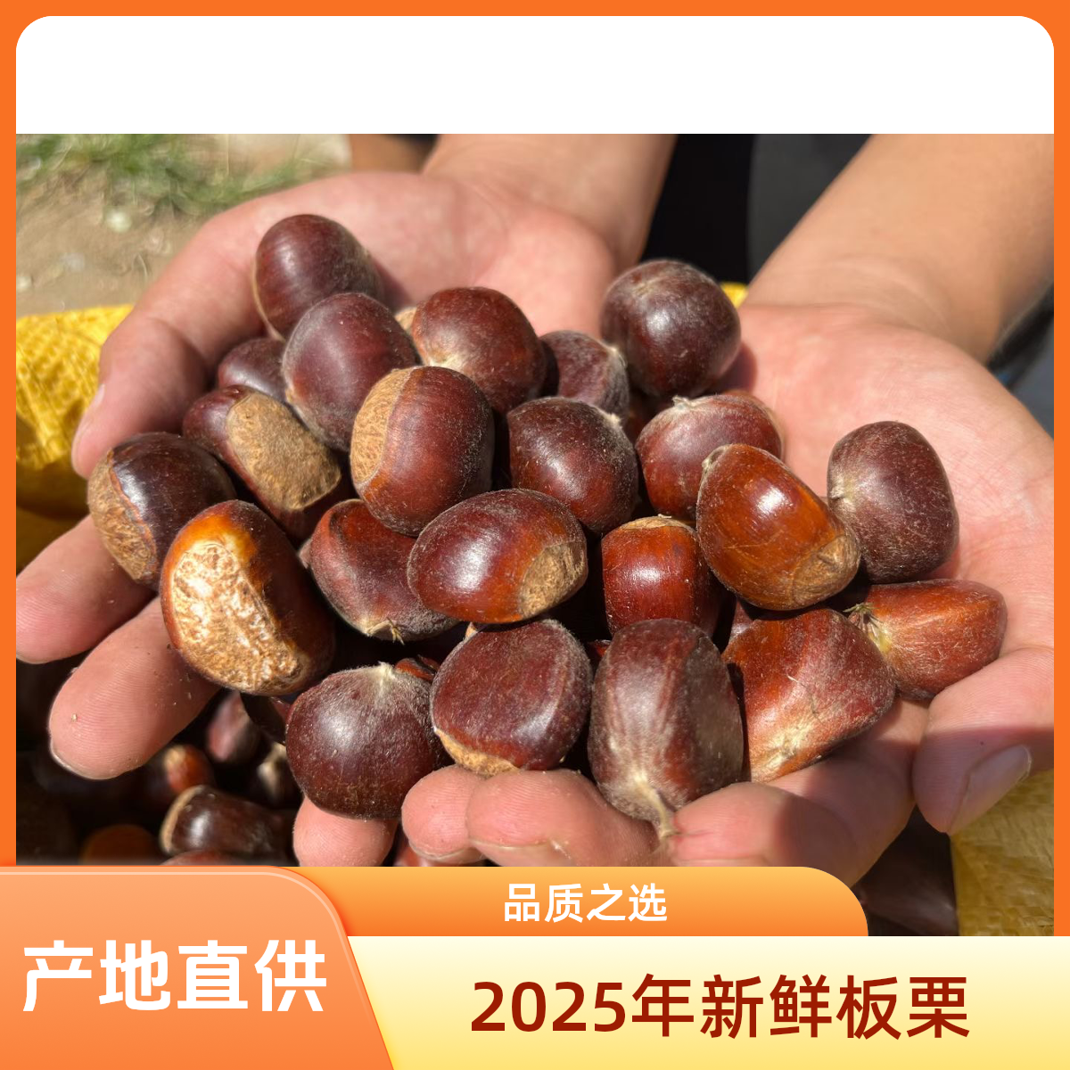 2025年沂蒙山新鲜板栗老树板栗新鲜栗子饱满口感粉糯香甜