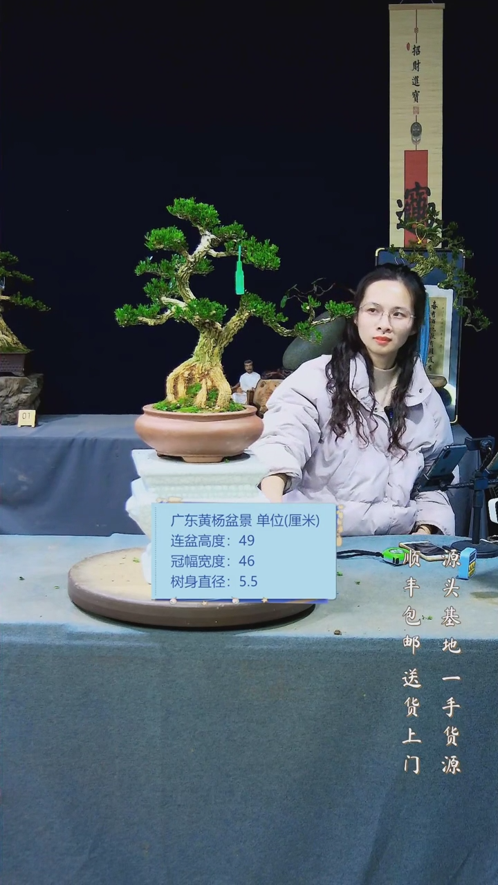 【闪购商品】黄杨盆景黄杨盆景