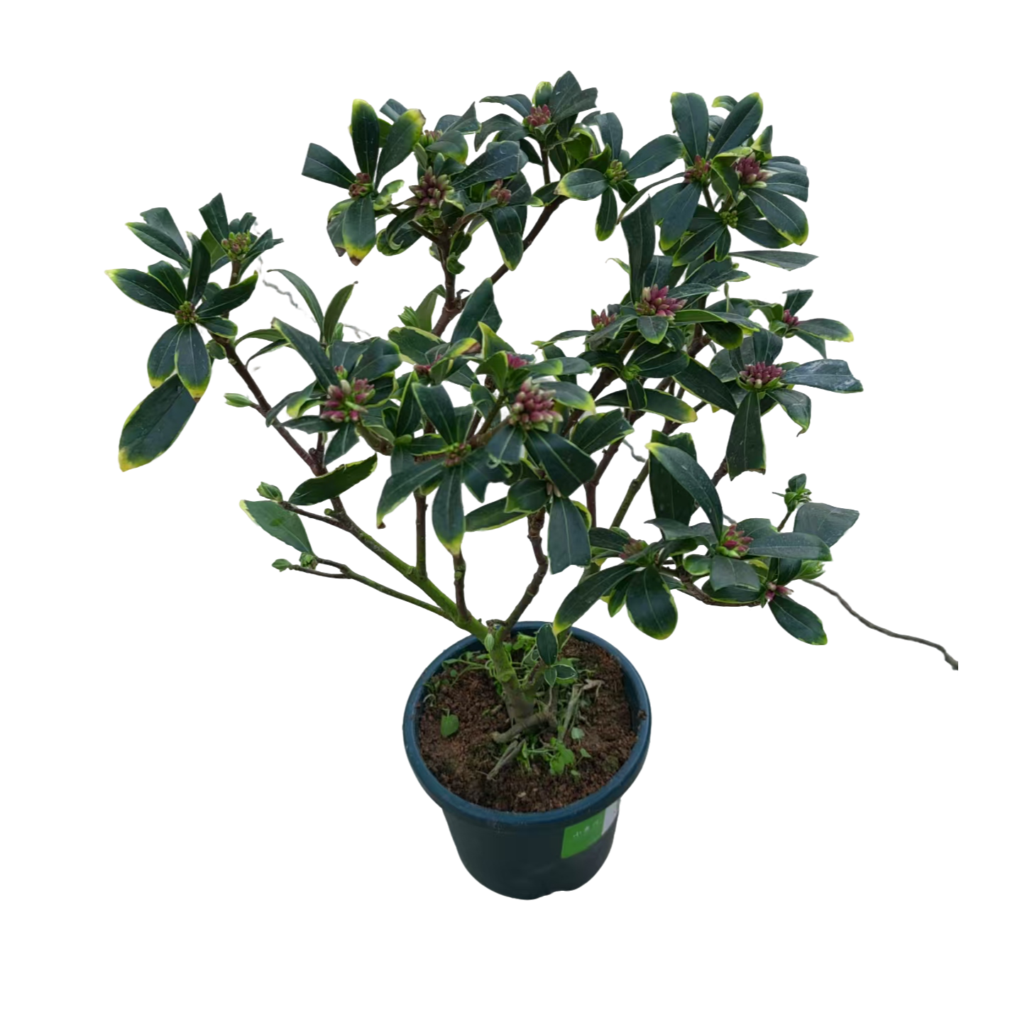 带花瑞香浓香型耐寒室内盆栽【盲拍链接介意勿拍】