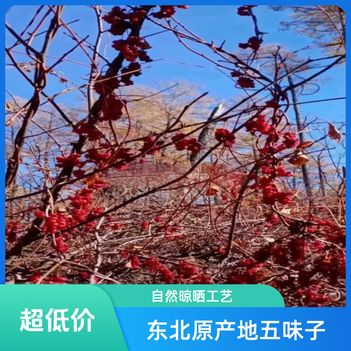 东北五味子   自然晾晒   营养泡水好物