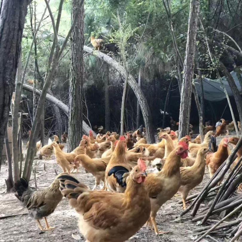 3只皖南童子鸡 小公鸡每只约2.8斤发货