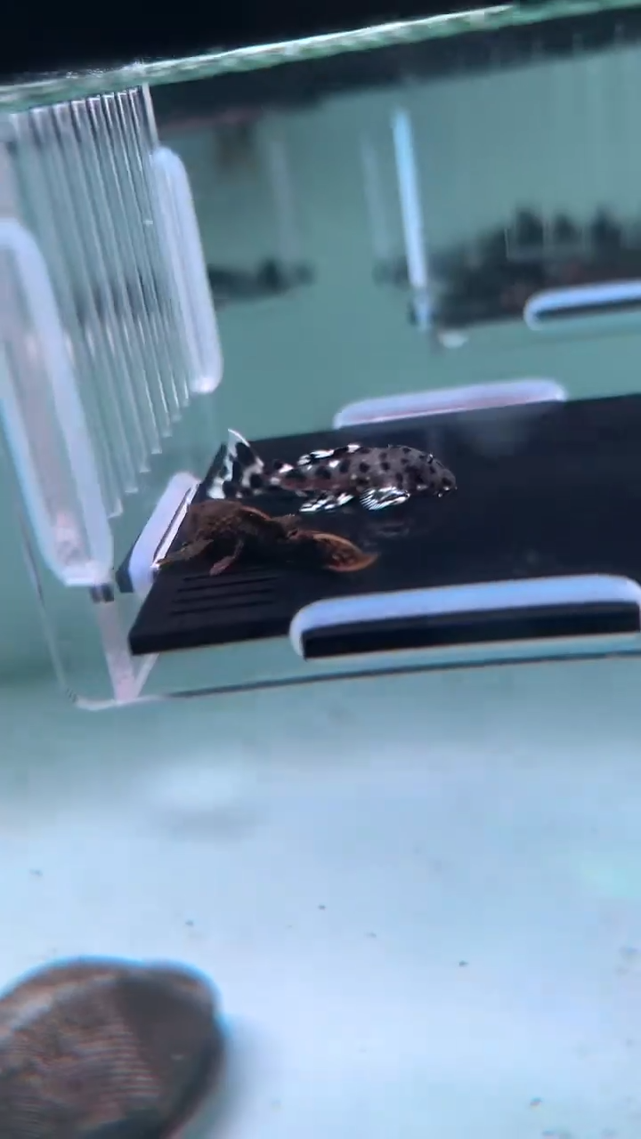 清道夫鱼24-047瑕疵L024 瑕疵老鼠斑各1条 尺寸3-3.5厘米