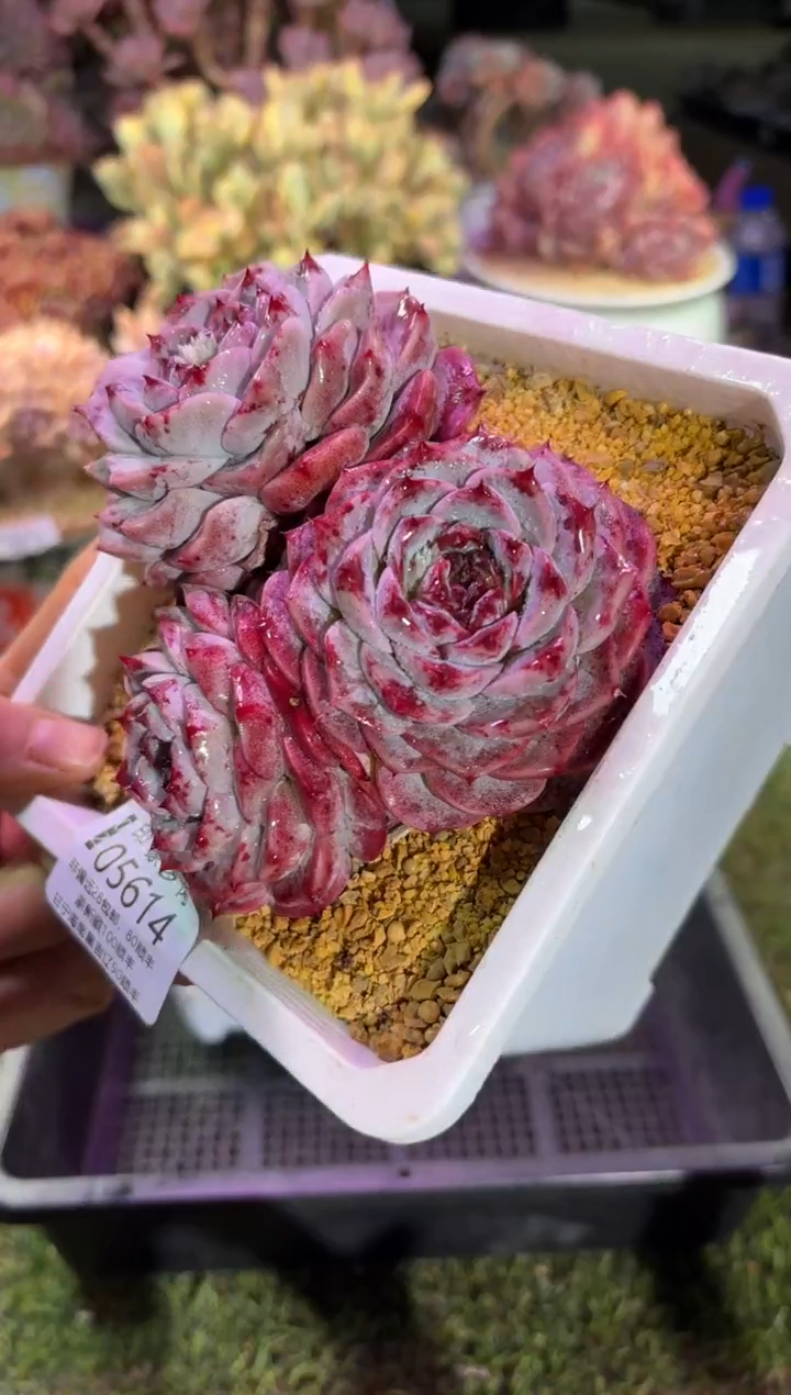 【闪购商品】05614