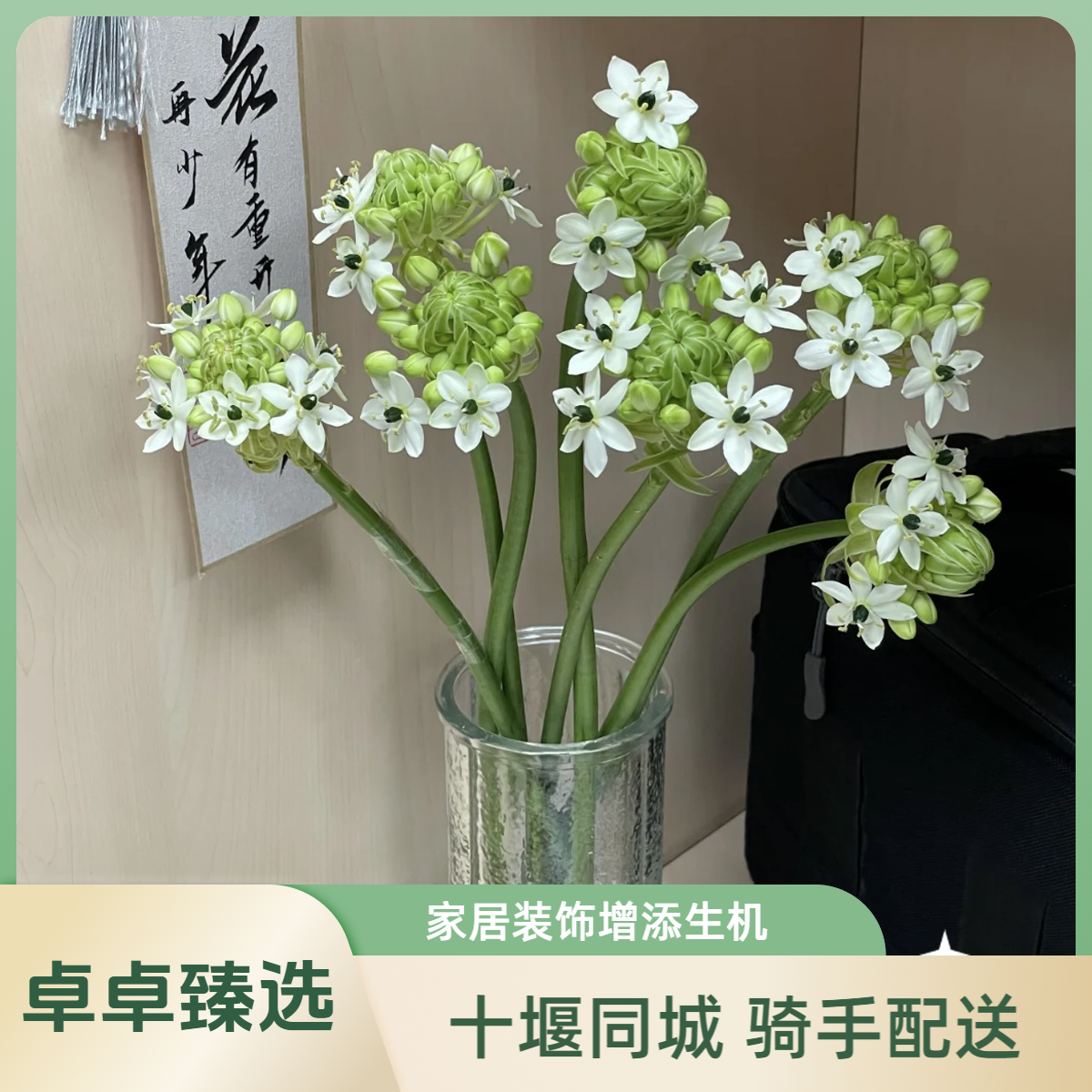 【天鹅绒】1单起送10枝天鹅绒单枝花家居鲜花散花插花瓶生活鲜花 十堰卓卓臻选同城小时达1小时配送到家