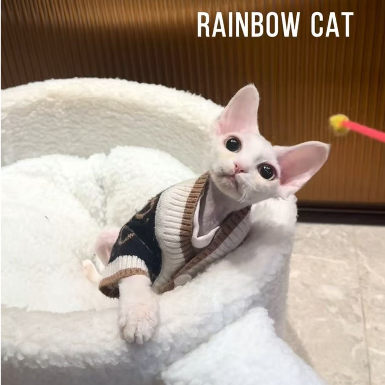 彩虹家德文卷毛猫 纯白弟弟3800