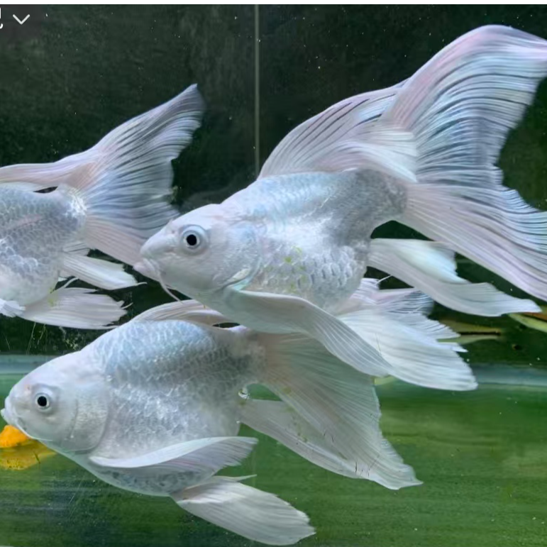 两条纯种球体短身白色蝴蝶鲤