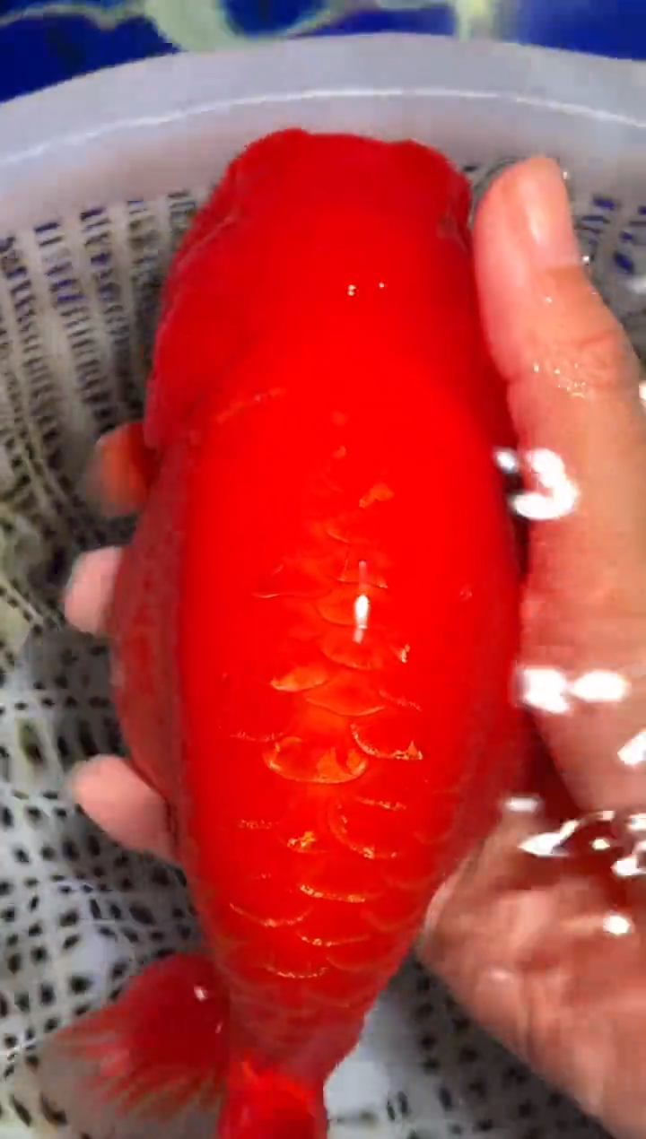 金鱼（运费到付，马印灯下展示）福州追鱼兰寿金鱼