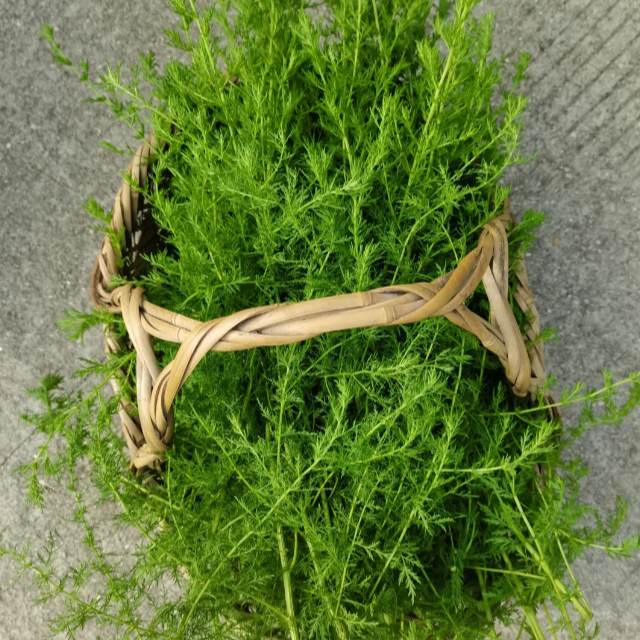 周年庆-青蒿散结油500ml