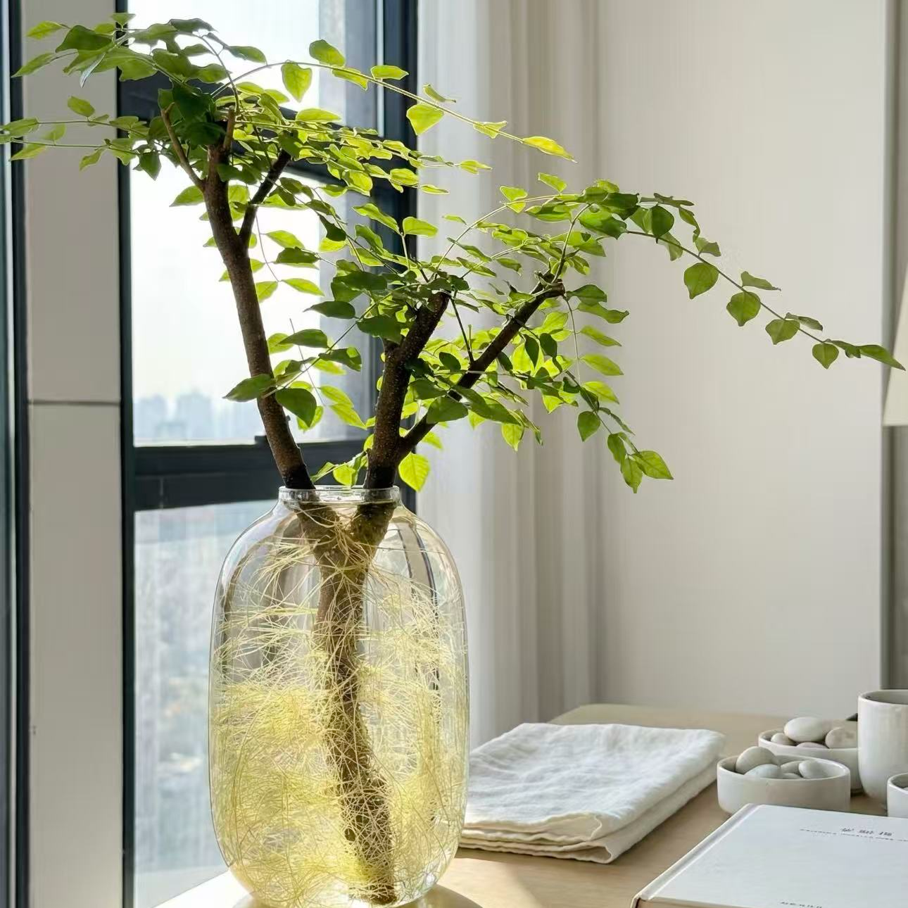 小叶女贞--收到实物为主