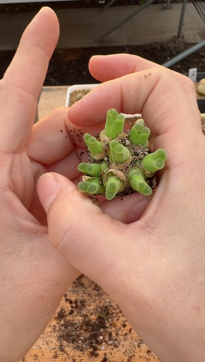 【闪购商品】17-149天鹅绒