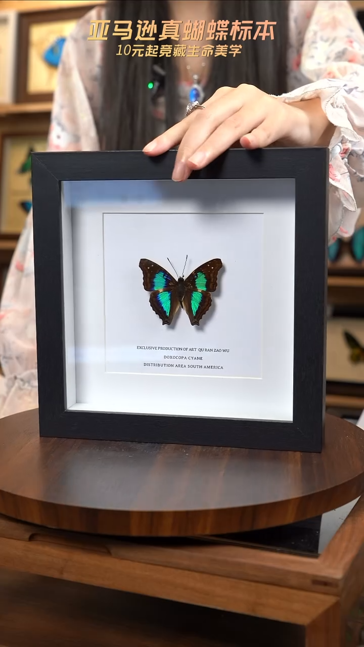 蓝带荣蛱蝶7寸黑色框