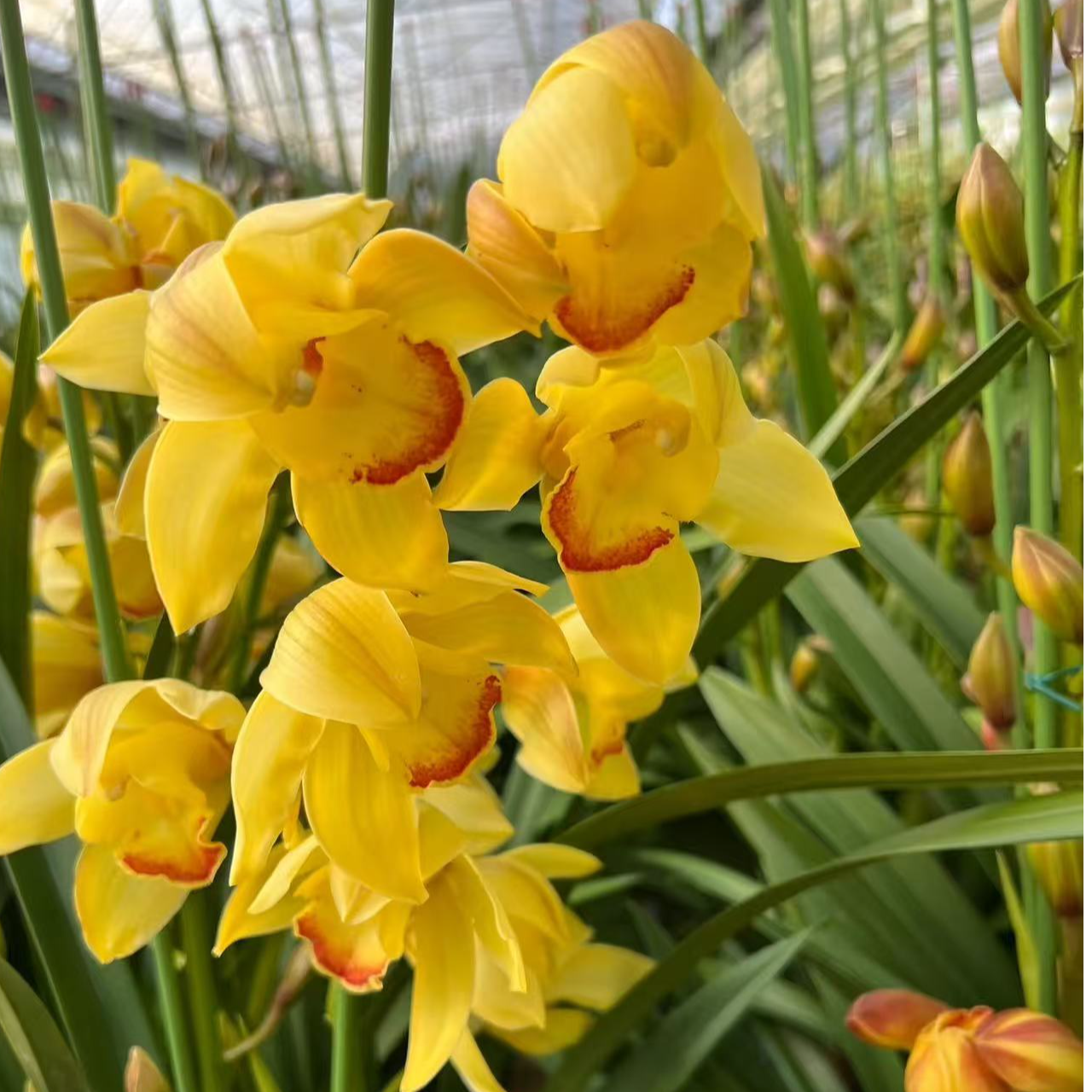 大花蕙兰（黄金岁月）室内好养易活兰花盆栽带花苞发货