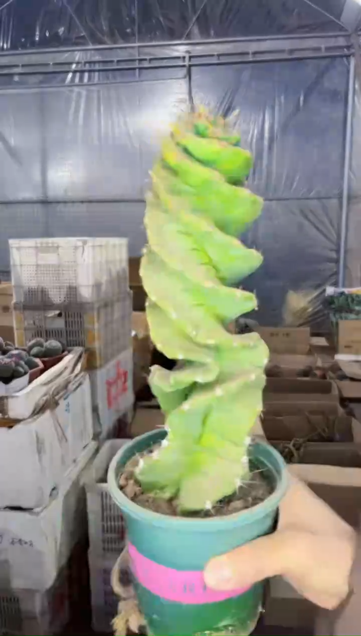 【闪购商品】高20cm 龙卷风