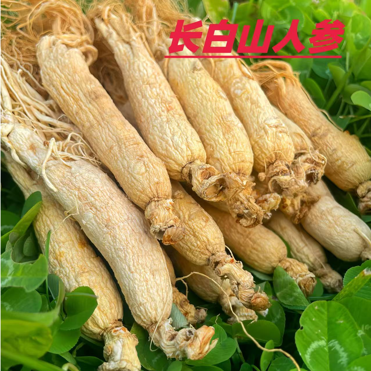 长白山生晒参整支干货可用于煲汤泡酒的东北特产