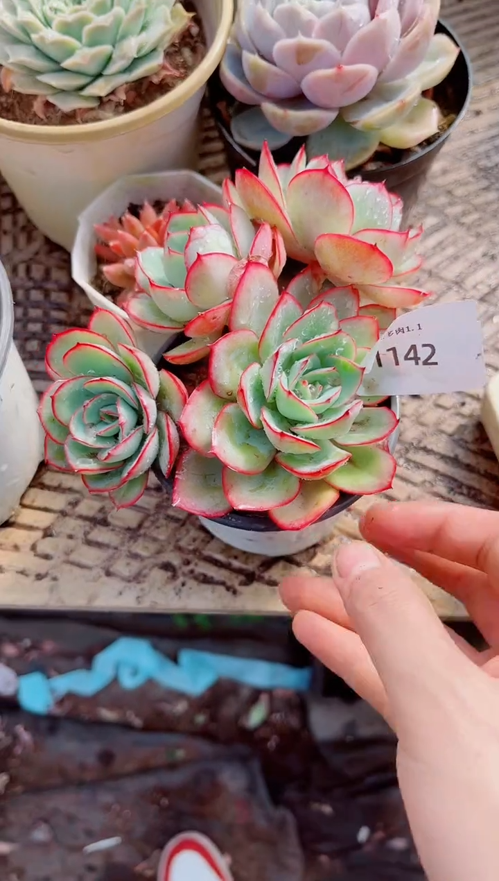 水*湾跃跃精品多肉01142