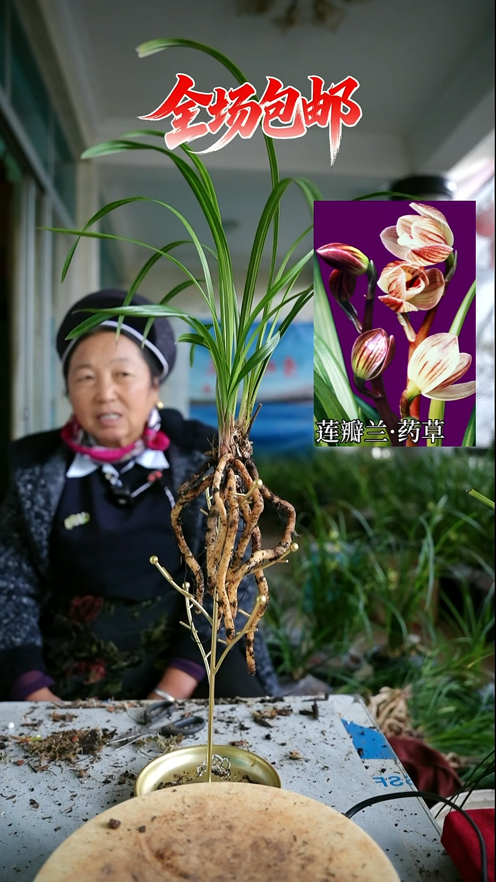 当前无花栽培后可以开花药草