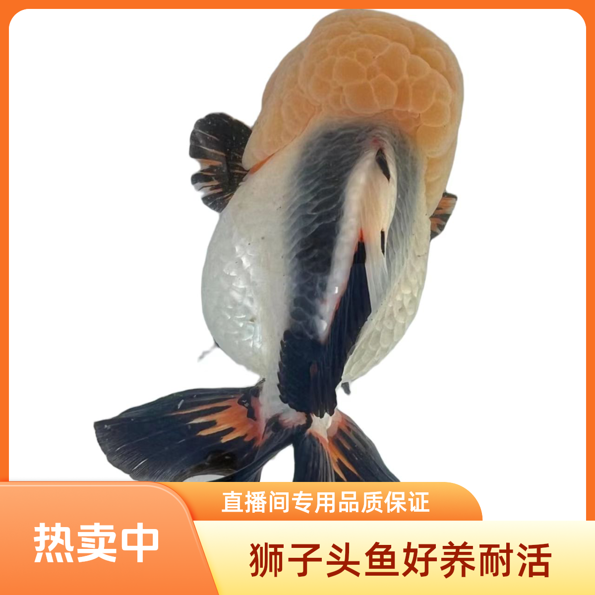 【新奇宠物】黑白熊猫玛丽短尾泰狮兰寿 直播专用售后需开箱视频