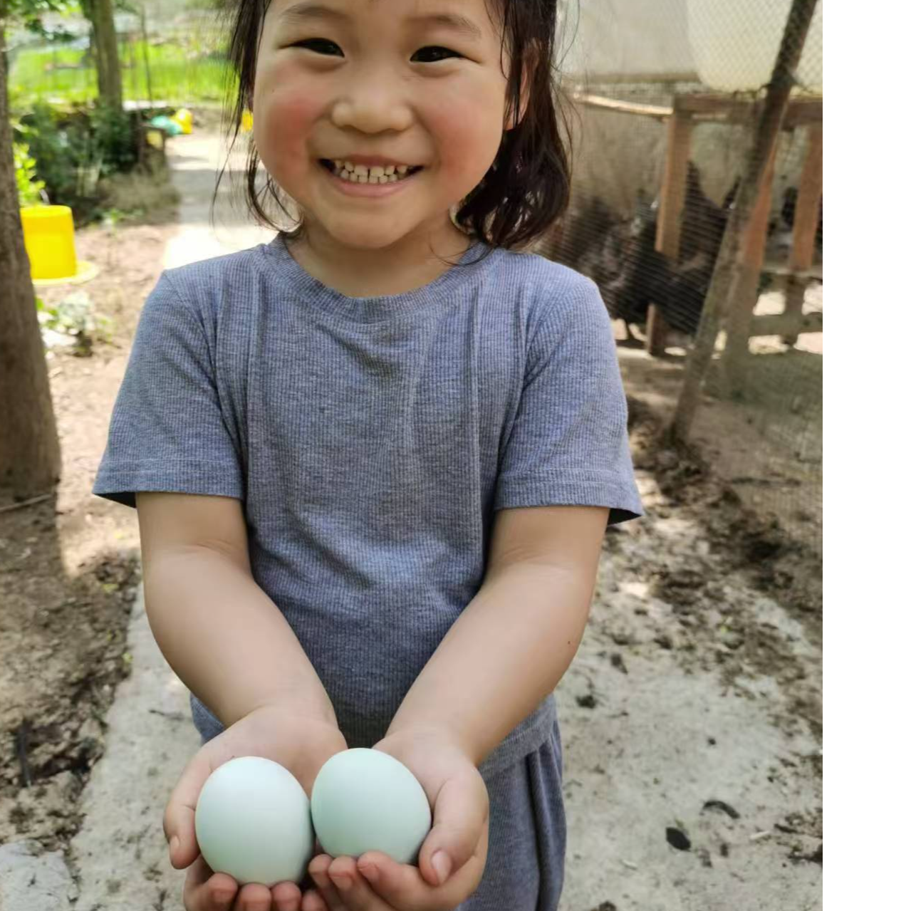 天然散养土鸡蛋，每一颗都是大自然的馈赠