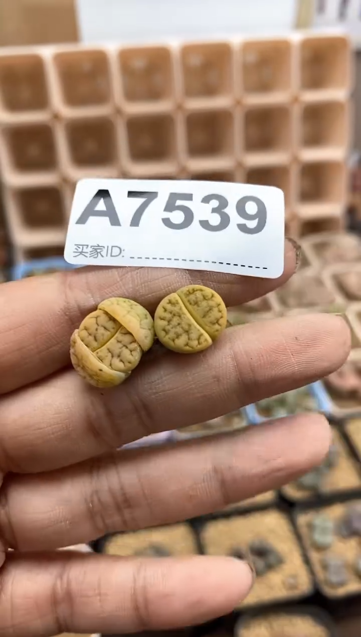 【闪购商品】7539直播间一物一拍链接