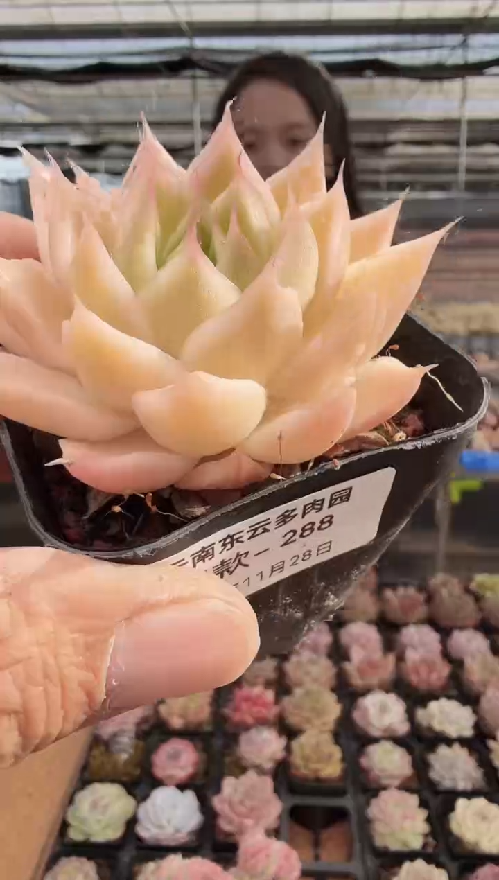 东云多肉园新款-288