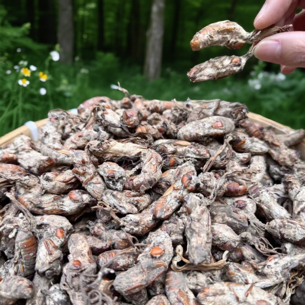 金蝉花【泡水煲汤/打粉冲服】秦岭深山野外自然生长