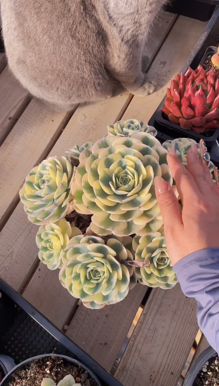 【闪购商品】521玉蝶锦多肉