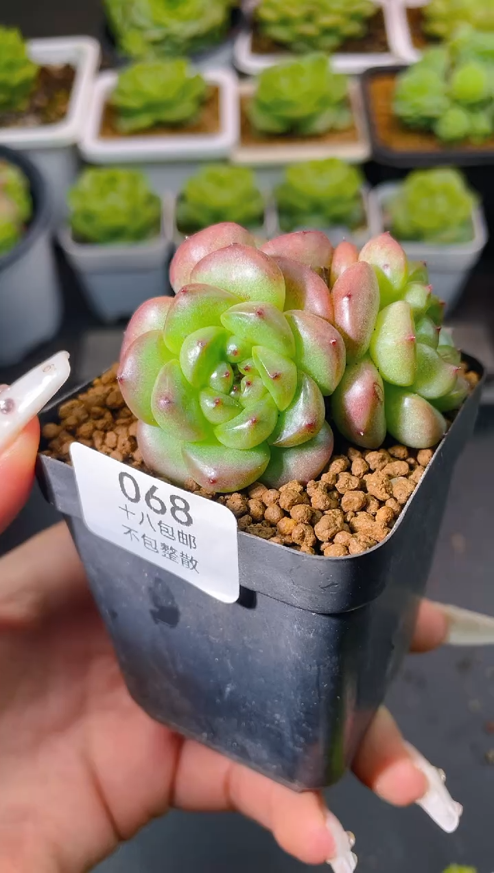 068黑眼豆豆一物一拍
