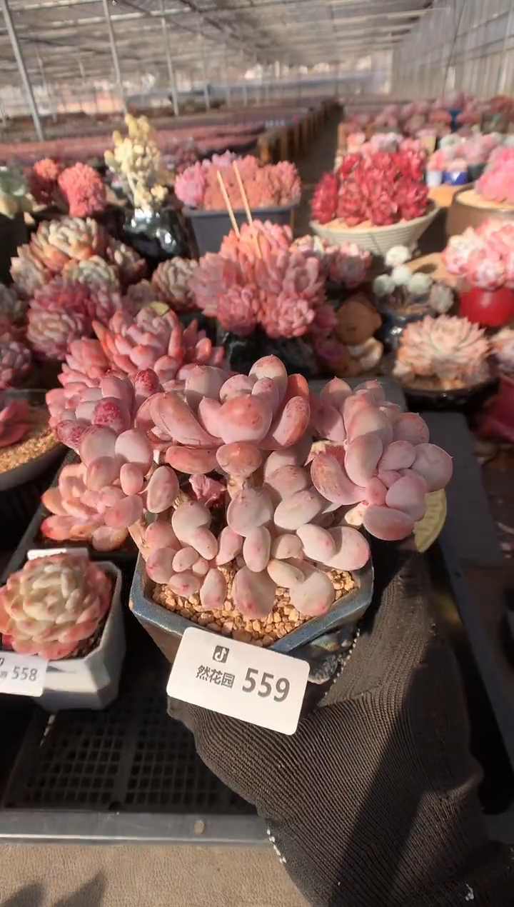 559星星雪多肉植物一物一拍