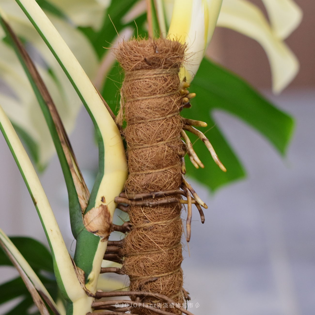 【棕柱】手扎棕柱植物攀爬柱可叠高 浇浇植物超市