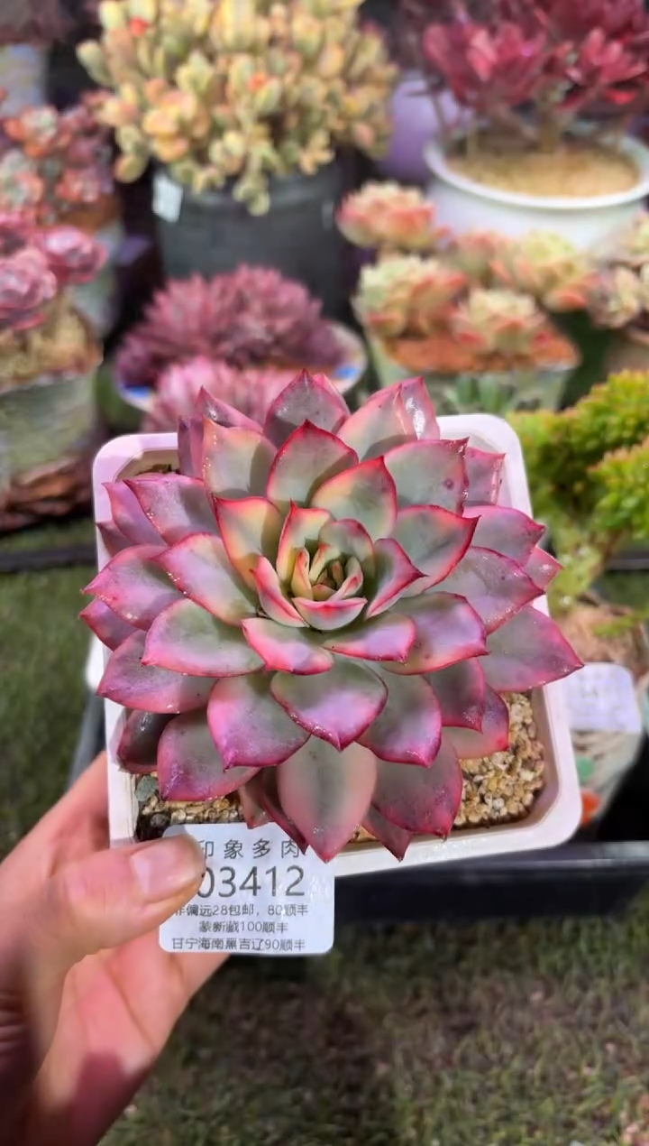 【闪购商品】03412