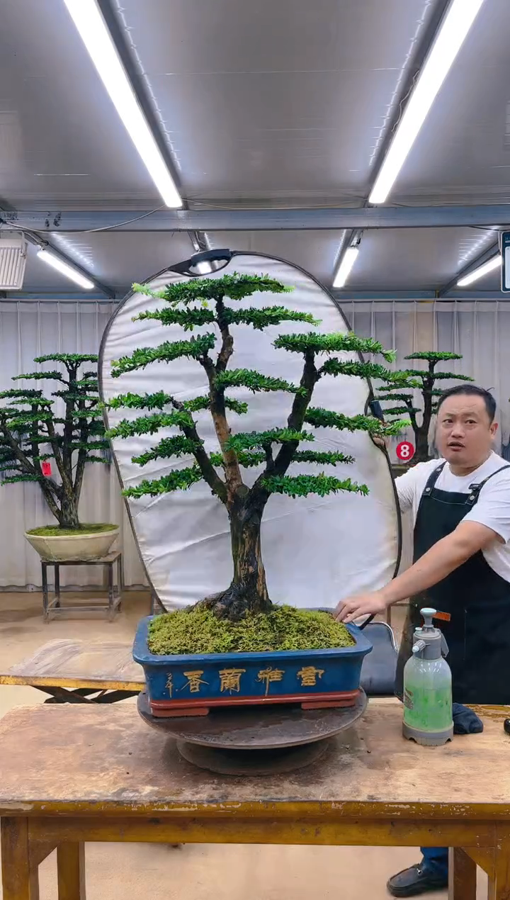 无花朵精品盆景  一物一拍