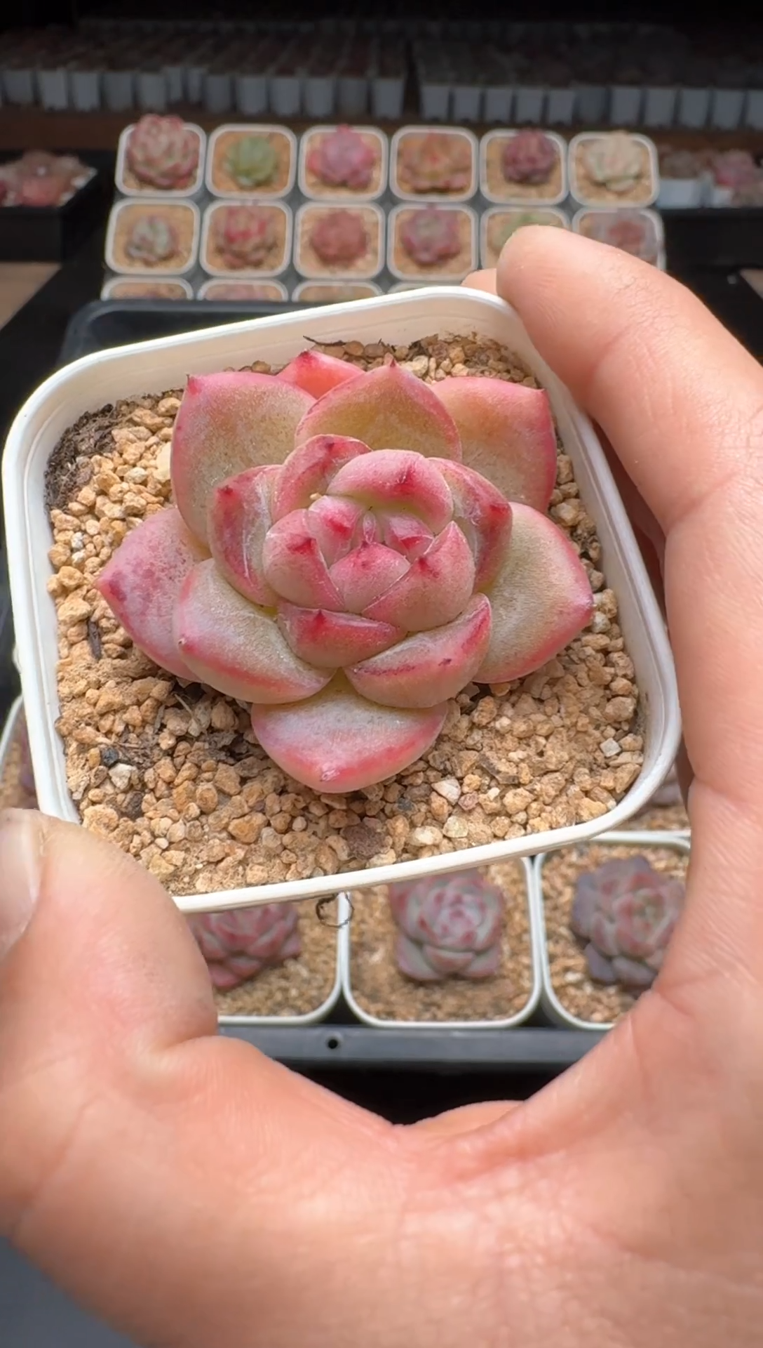 【闪购商品】778A物拍多肉带盆土6.5杯拍3颗包柚