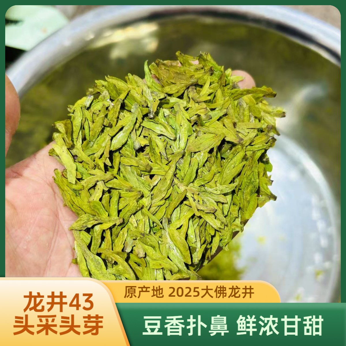 【A5】龙井43大佛头采高豆香2025新茶 原产地高性价比茶叶