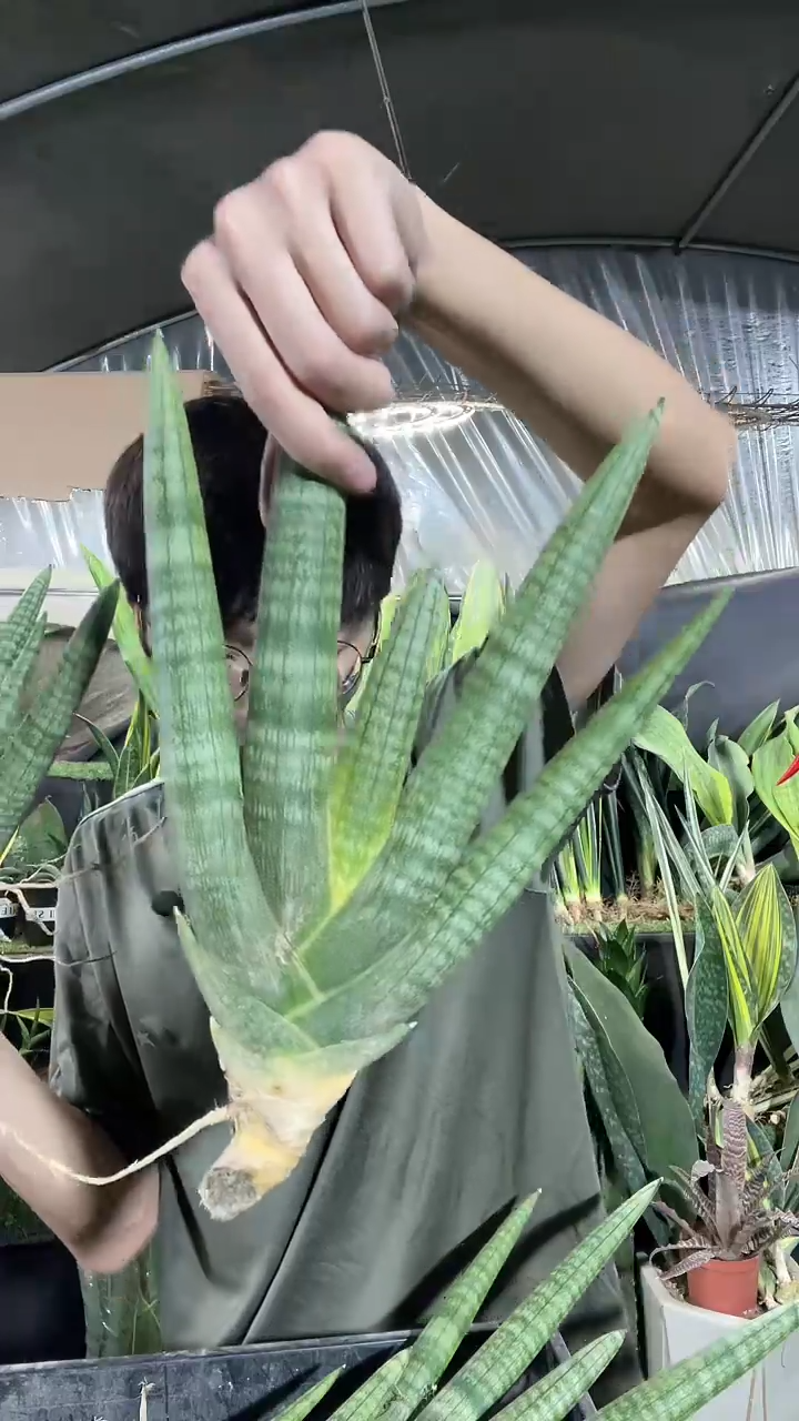 粗壮佛手兰4叶起裸根12.8