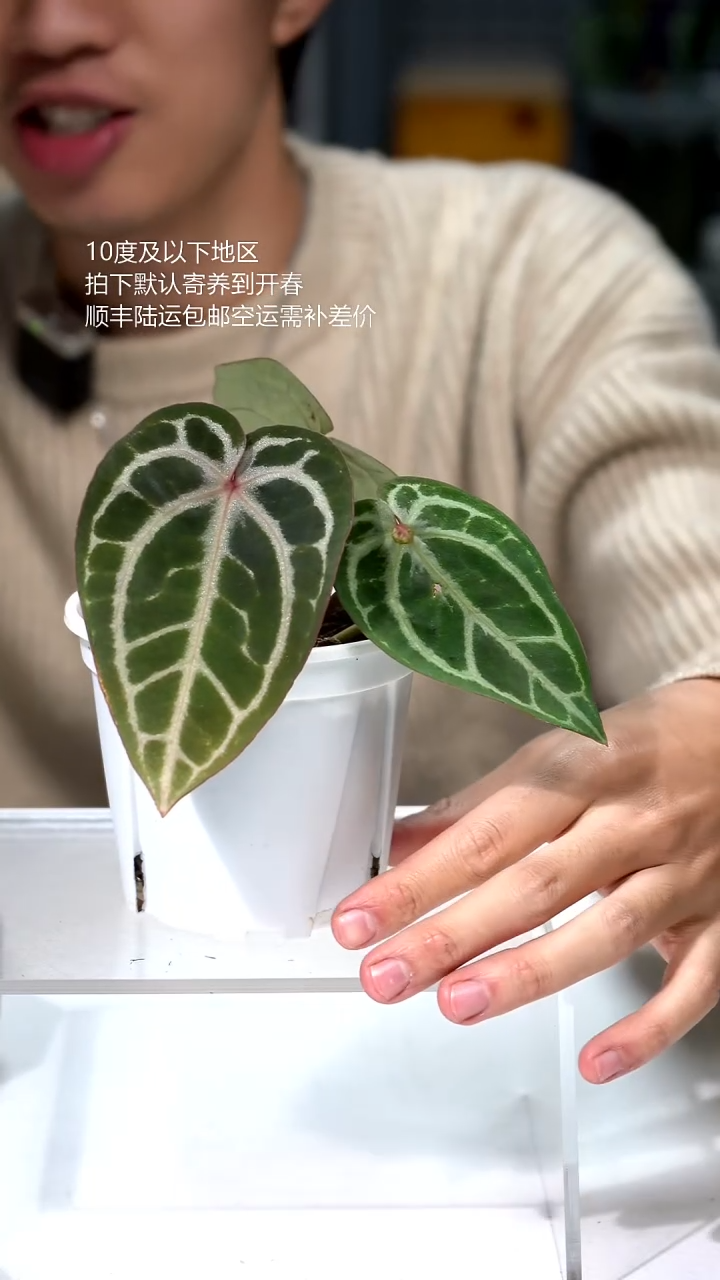 完全开放04-Zara X Michelle 01