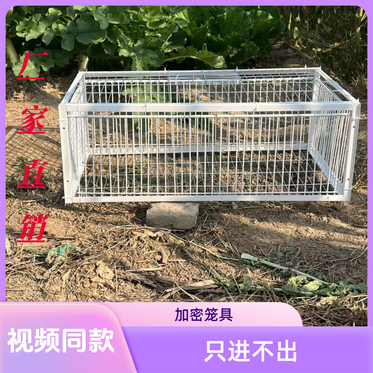 撞门笼天落笼鸽子笼自动进口天落笼加密只进不出鸽子笼鸽子活络撞