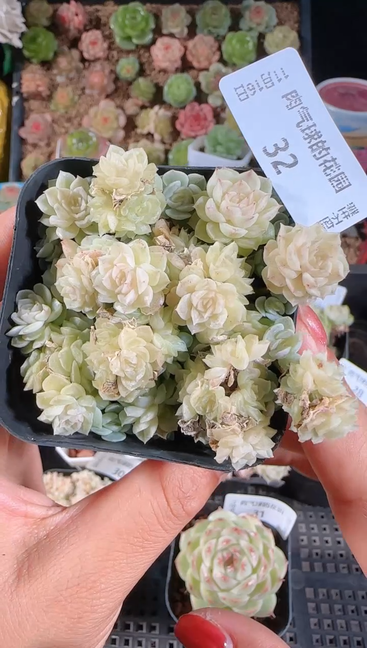 1116-32群生不包整