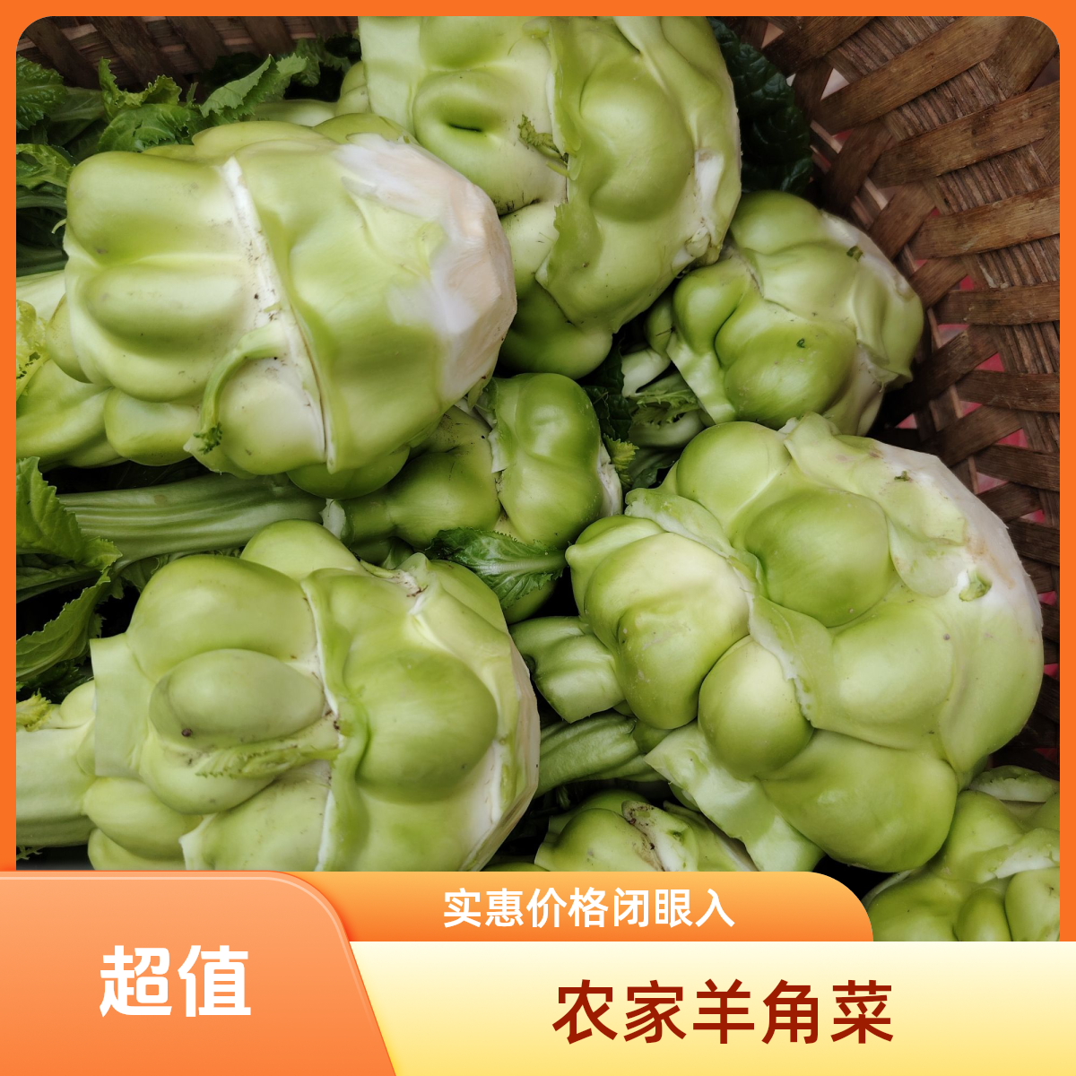 贵州遵义农家露天自种新鲜 羊角菜 疙瘩菜现砍直发蔬菜包邮