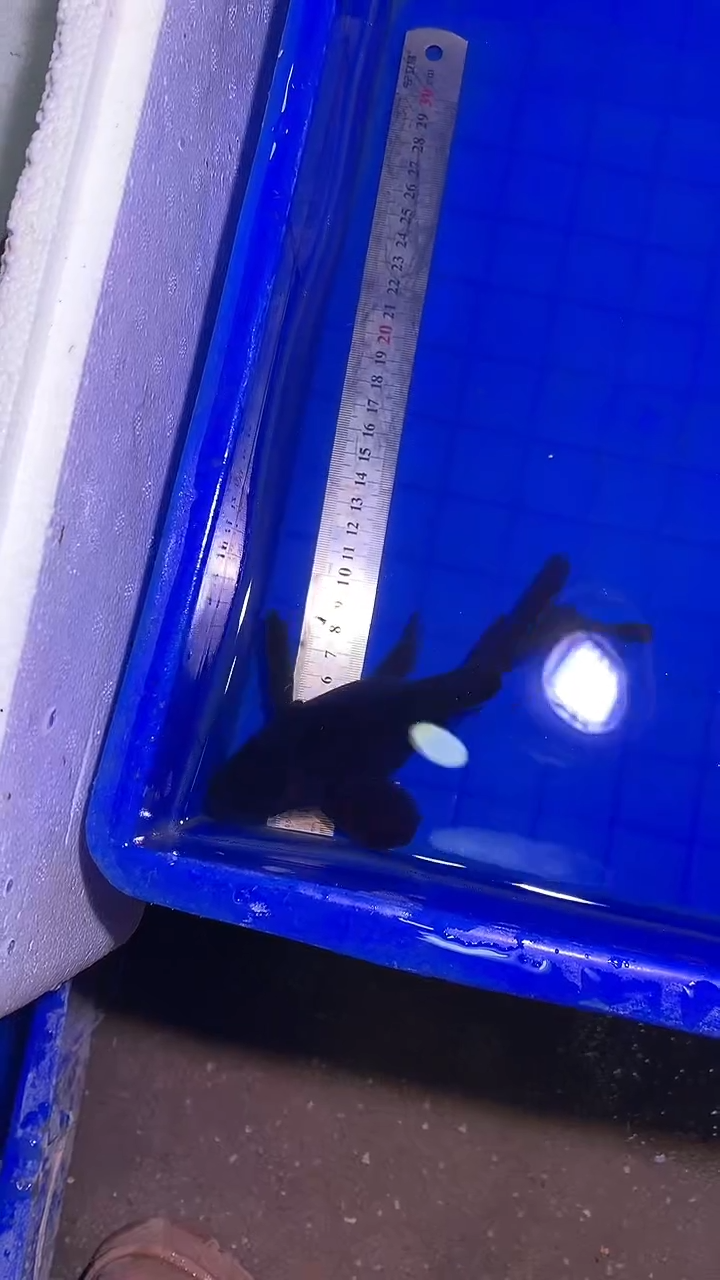 蝴蝶鲤鱼蝴蝶鲤直播选鱼专用链接 凭开箱视频售后