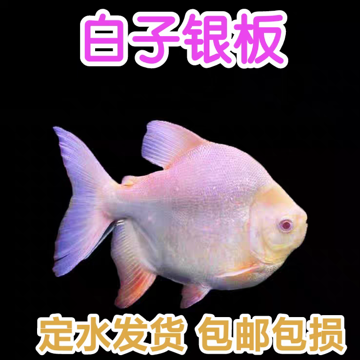 红眼白子银板鱼白子鲳风水鱼大型凶猛热带观赏鱼活体龙鱼配鱼短身