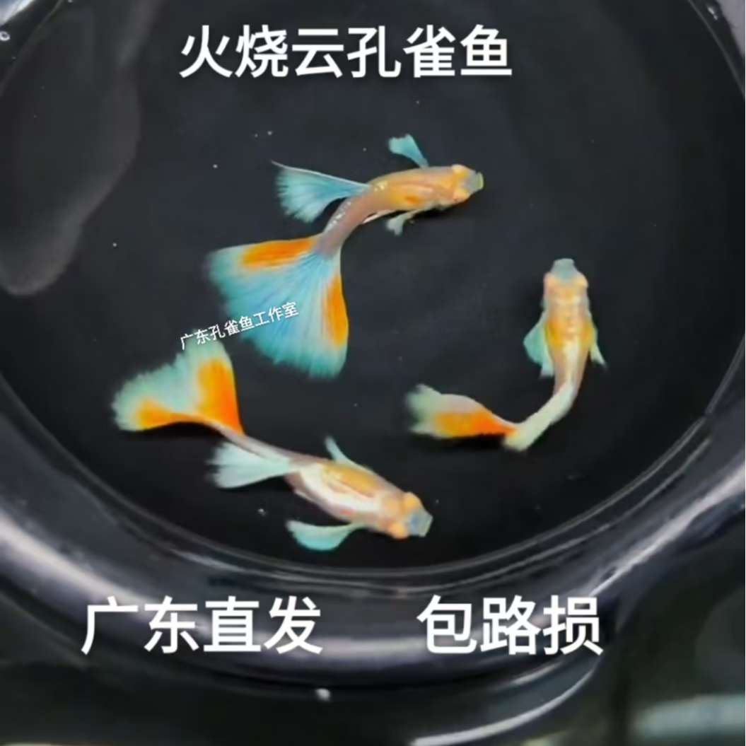 火烧云孔雀鱼天空红天空蓝活体小型热带鱼淡水网红耐养胎生繁殖