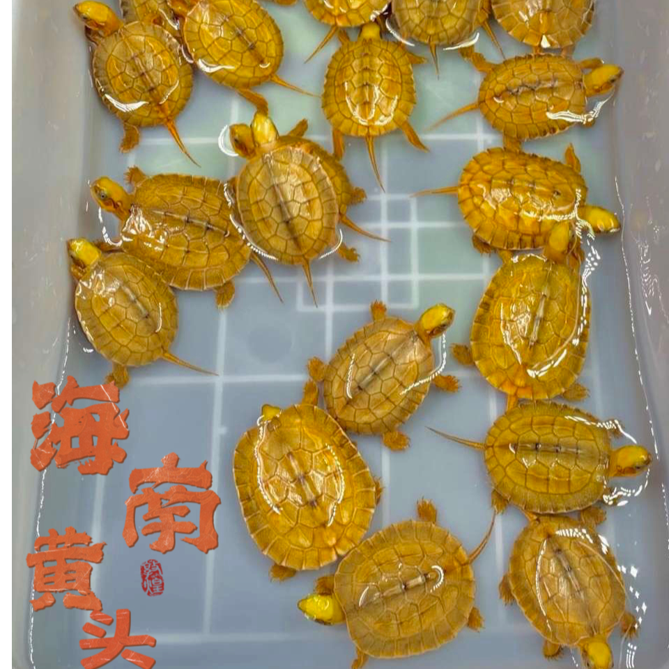直播挑选金钱龟（海南种越南种米底黄头）全规格